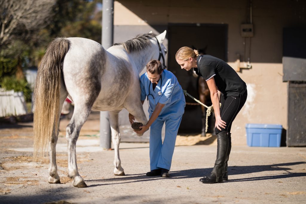 a veterinarian mentoring a new grad on a flexion test