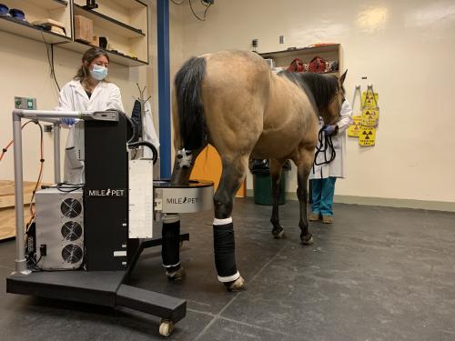 A horse in the UC Davis PET scanner getting its hocks imaged