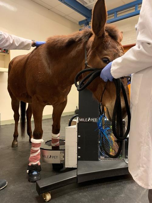 A mule uses the UC Davis PET scanner