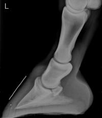 Lateral-Radiograph