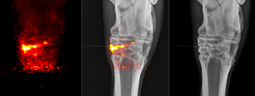PET images of a horse hock overlaid on x-ray images