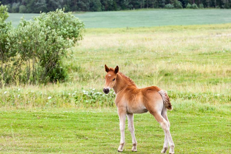 large foal in field