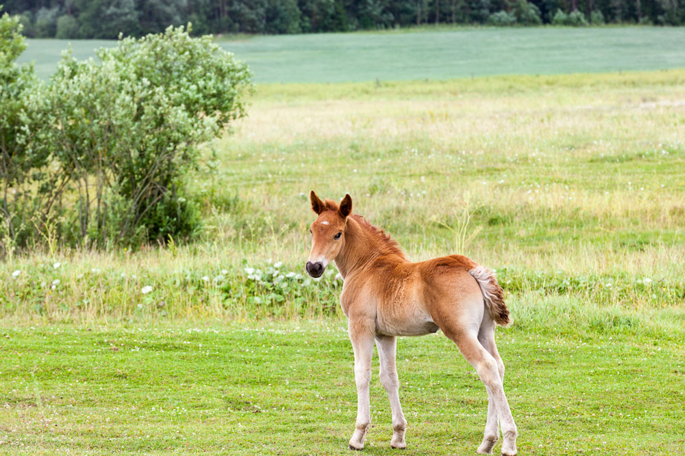 large foal in field