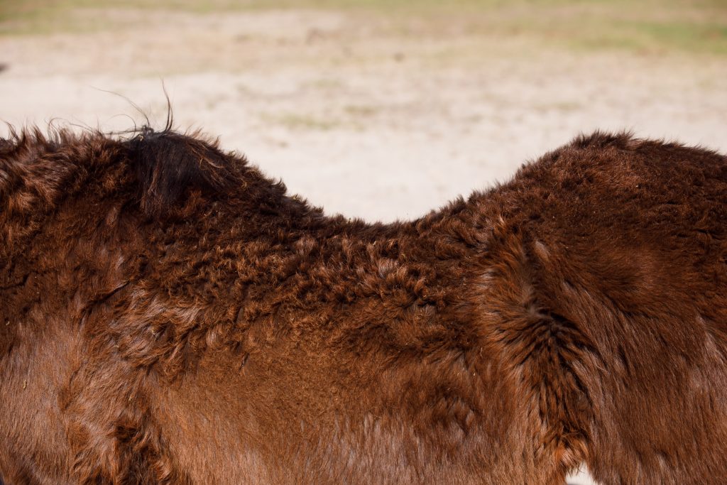 Shaggy coat and swayed back on horse with PPID or other endocrine disorder, which was discussed at GEES