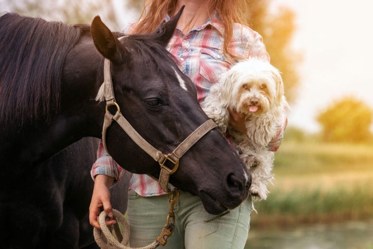 vet dog horse