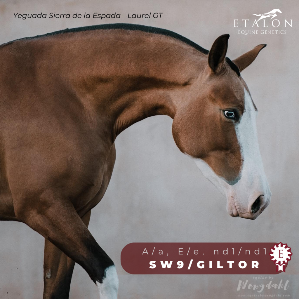 Etalon Equine Genetics photo of a PRE horse with the Splashed White phenotype caused by variants in the MITF and PAX3 regions.