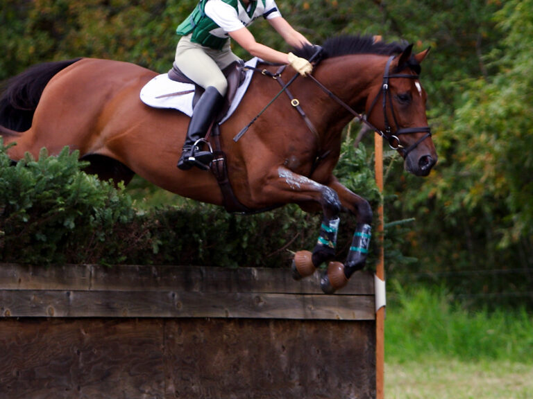 Equine Athlete 4