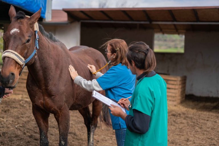 horse vet stethoscope