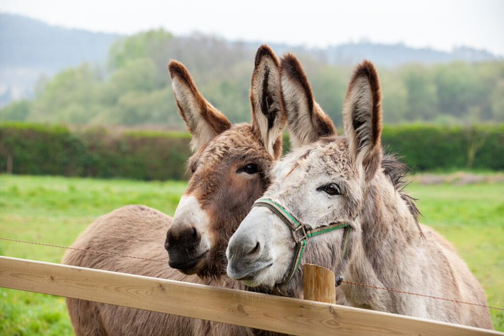 Two donkeys looking over a fence in a pasture. 