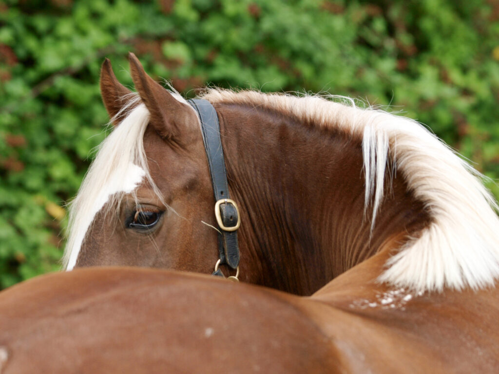 Rehabilitation of the horse's back requires under-standing of structures involved.