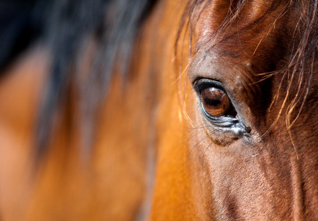Acetaminophen can potentially be used as adjunctive treatment for ocular pain in horses.