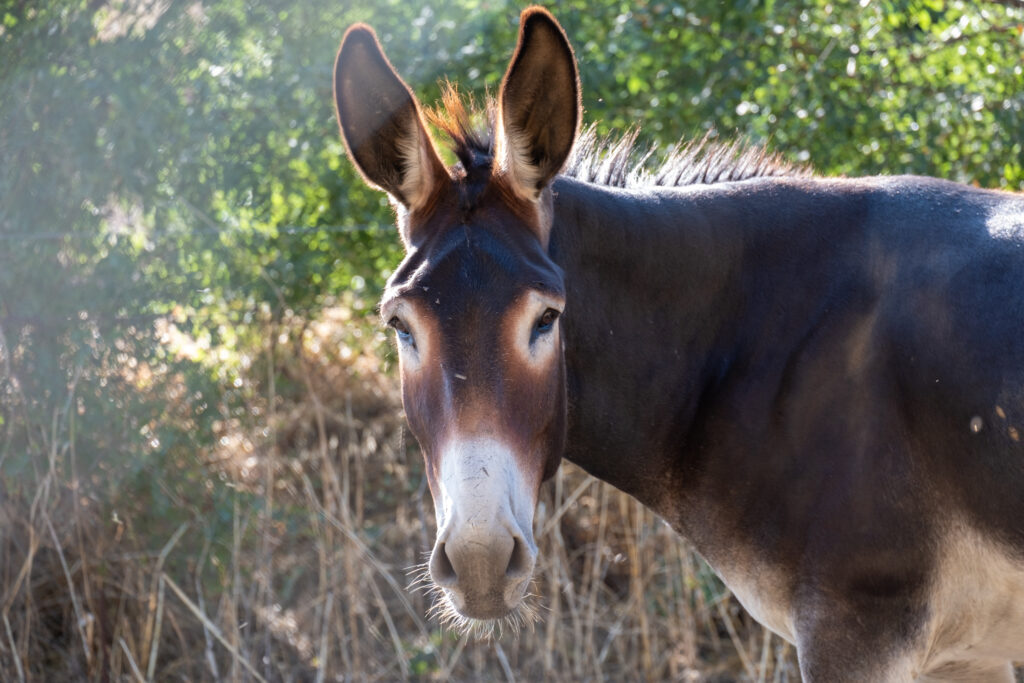 A mule