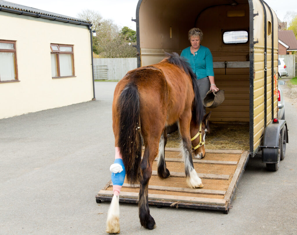 A horse with a wrapped hock stepping onto the trailer to receive emergency coverage. 