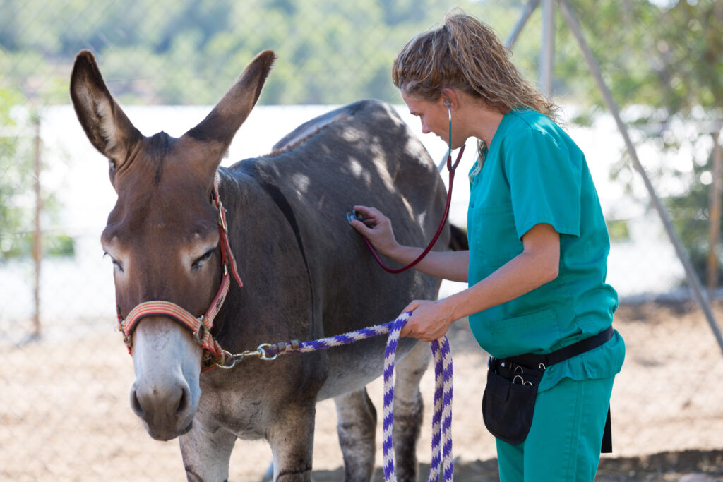 A veterinarian examining a donkey