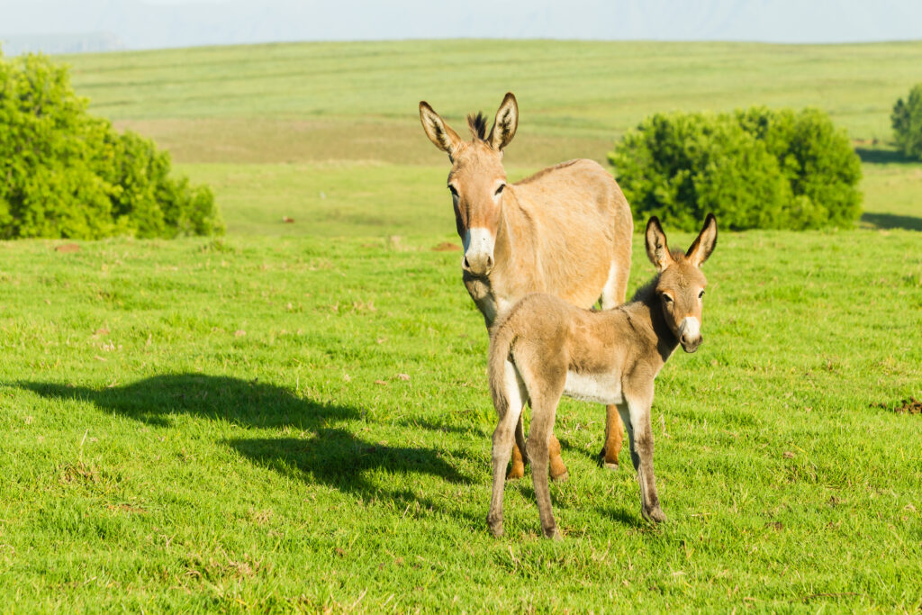 A donkey and its foal in a field. 