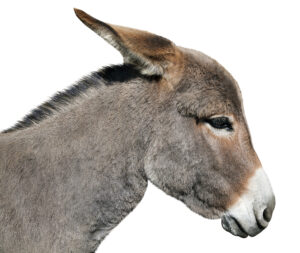 A donkey with its ears turned backwards. 
