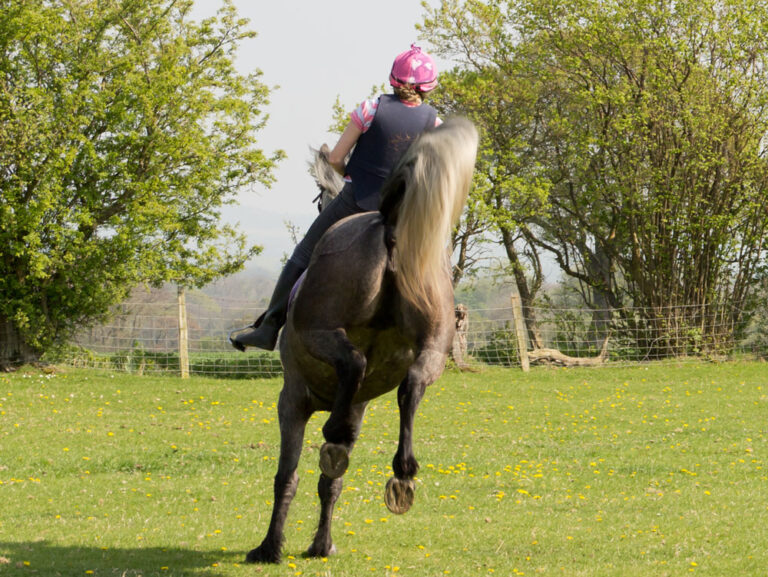 bucking horse from back