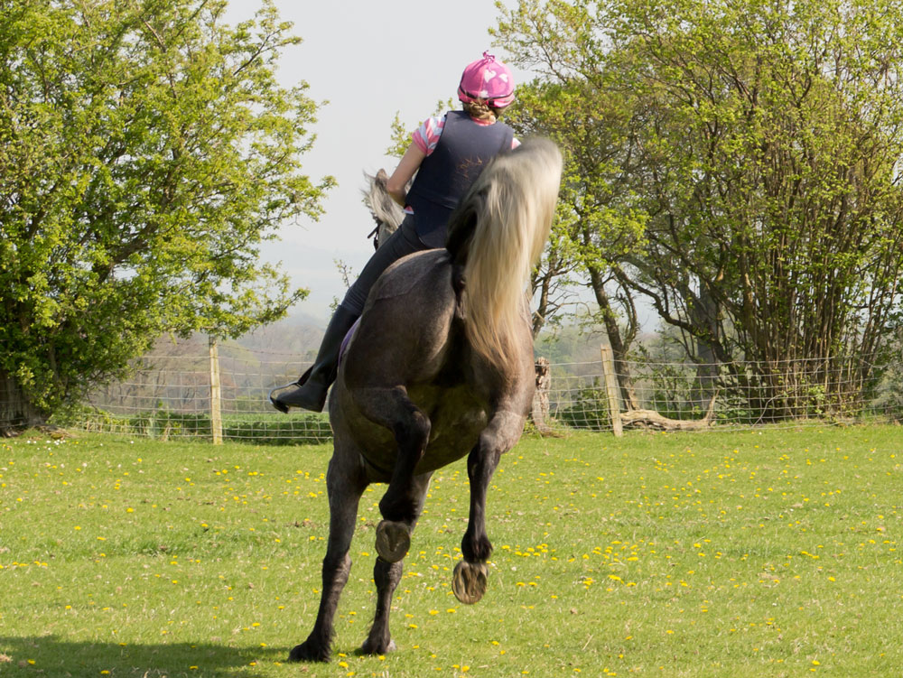 bucking horse from back