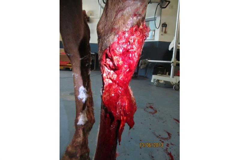 equine hock injury