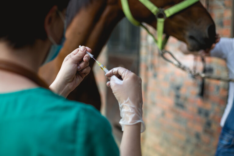 Vet and horse