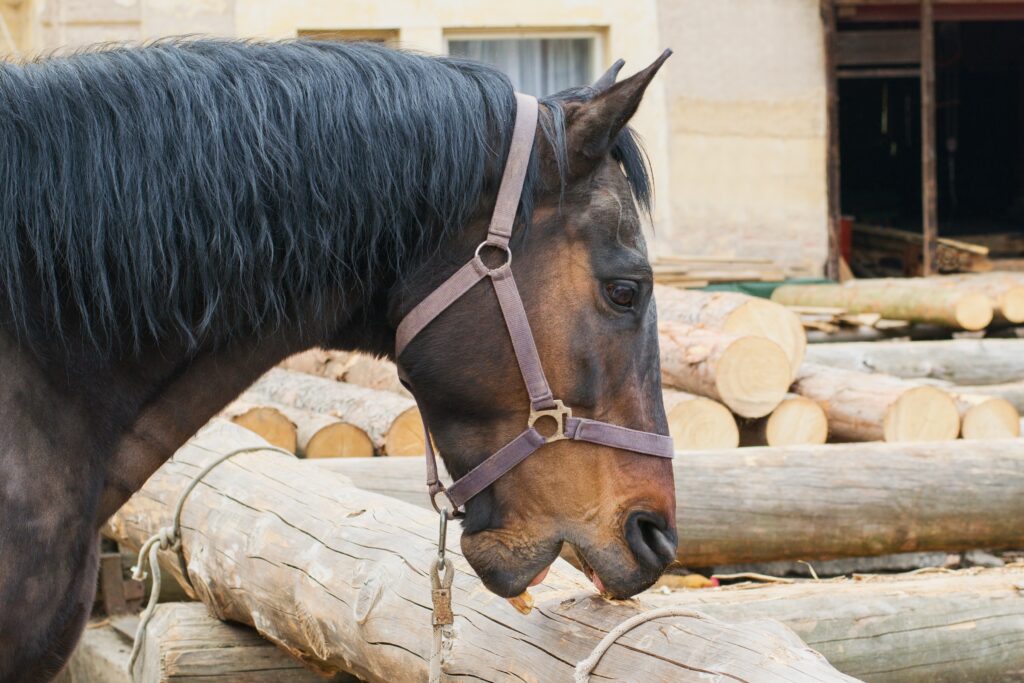 A horse cribbing on a wooden fence. 