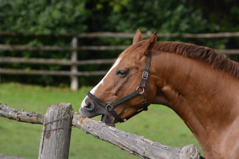 Horse cribbing
