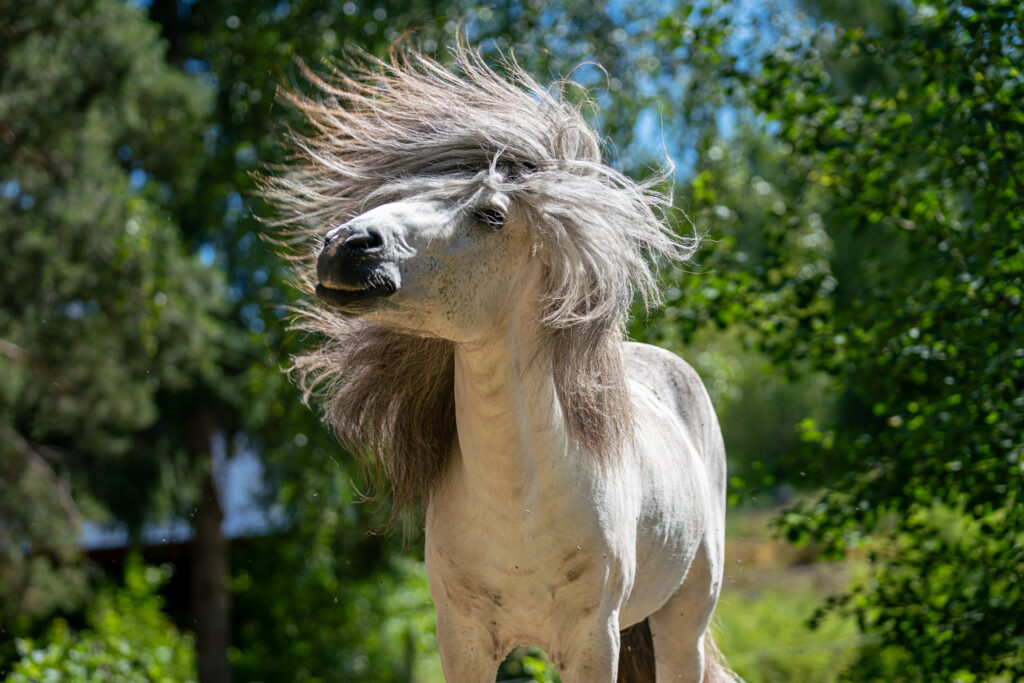 A grey horse demonstrating headshaking. 
