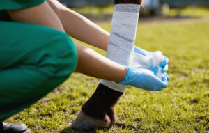 A veterinary technician wraps a horse's leg with gauze.