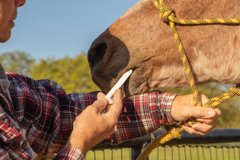 Man giving his horse medicine