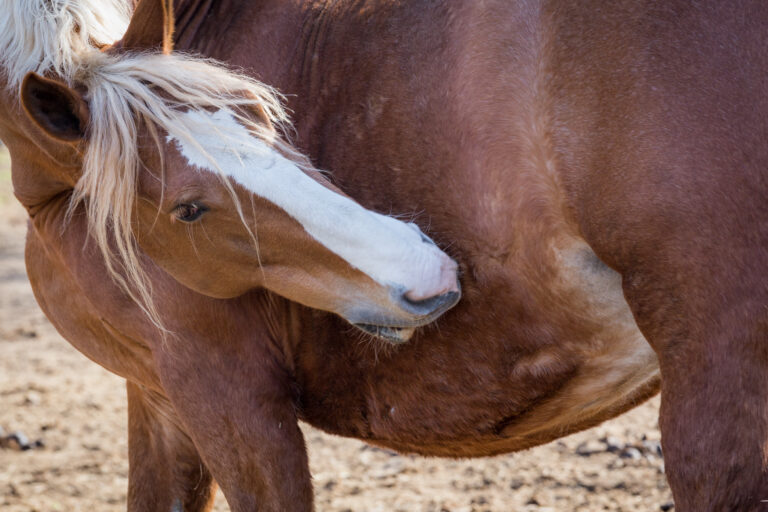 Horsing Around