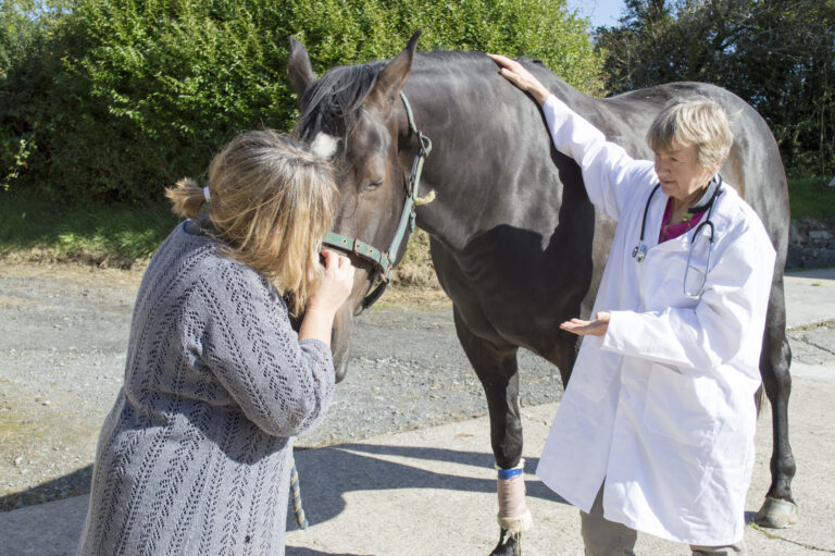 Vet and owner with horse outdoors on a sunny day