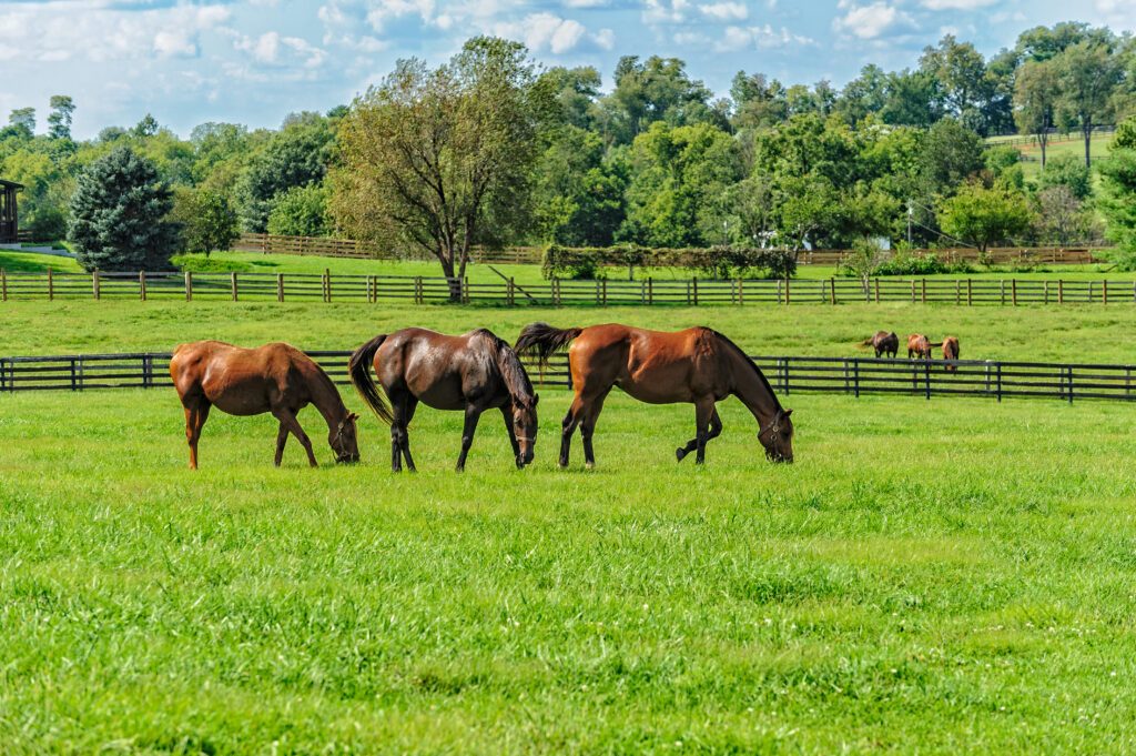 Horses in grass turnout, which can prevent stereotypies from developing. 