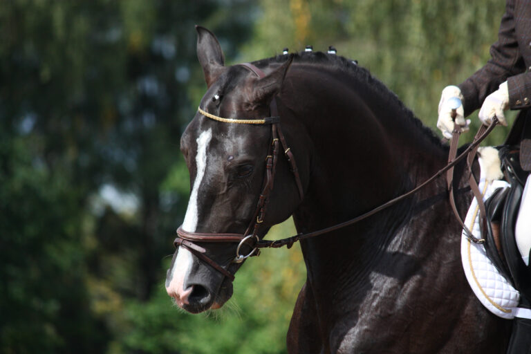Beautiful brown sport horse portrait