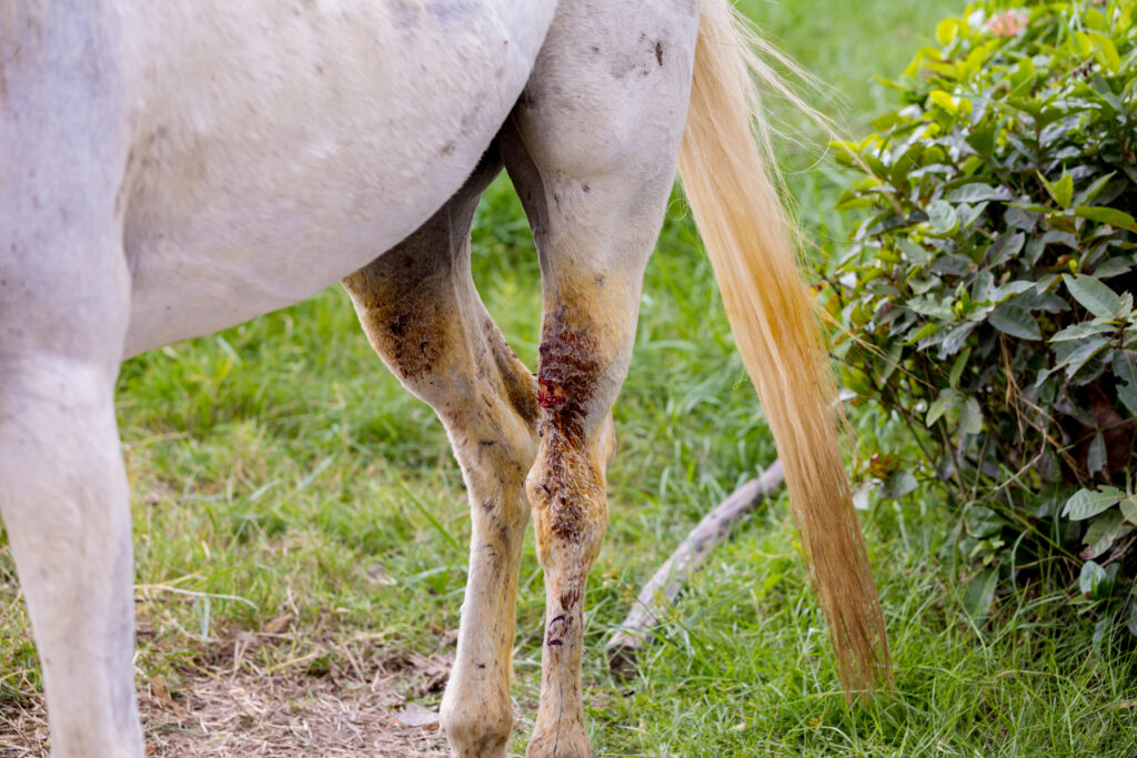 Horse with wounded hind leg. While electrostimulation bandages have not yet been tested on horses, research on mice indicates that they have potential veterinary applications for improving wound healing time.