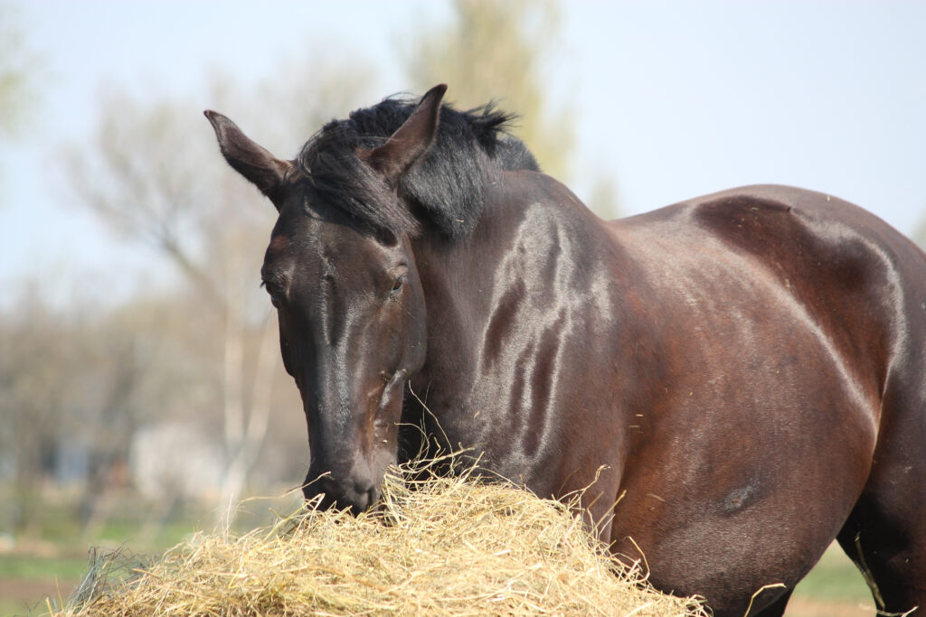There are nutritional, social and health reasons for selecting hay to feed horses and how owners should feed it.