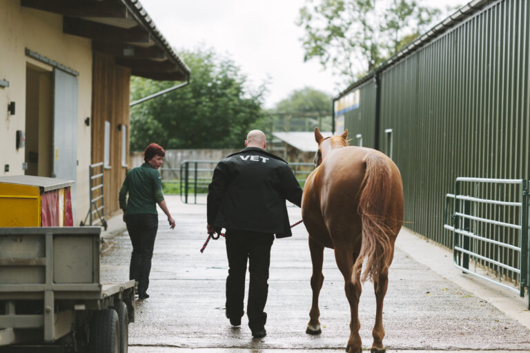 Equine Veterinary Hospital