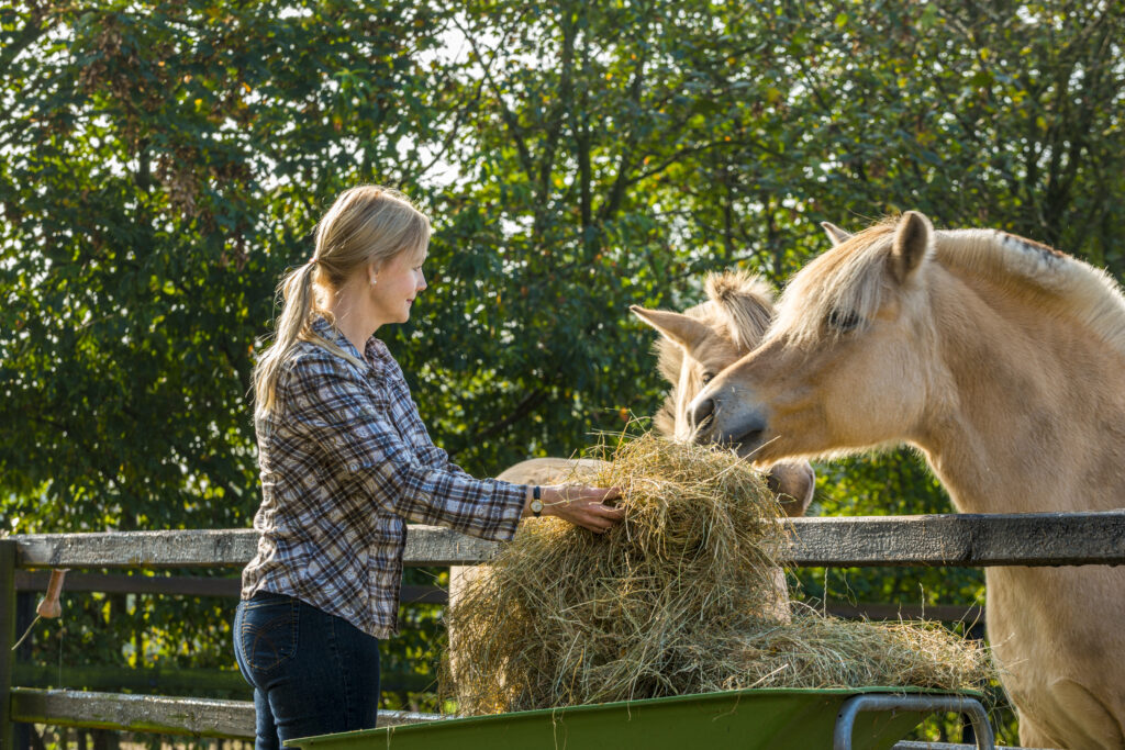 Researchers have found that feeding horses close together causes stress, but feeding them separate will encourage them to eat more.