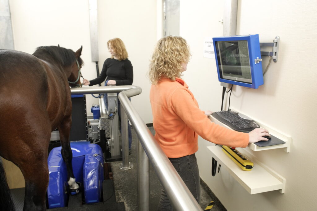 Horse getting an MRI