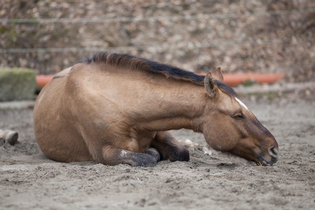 Horse colicking due to strangulating lipoma