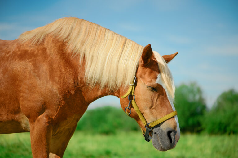 The draft horse with its closed eyes is standing on a pasture in sunny weather