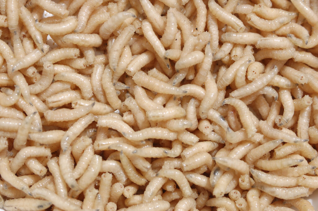 Maggots debride tissue using secreted digestive enzymes and through mechanical removal of necrotic tissue.