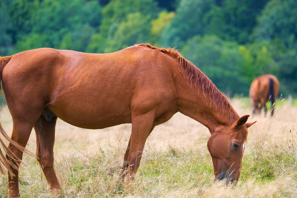 Old horse with PPID grazing in pasture.