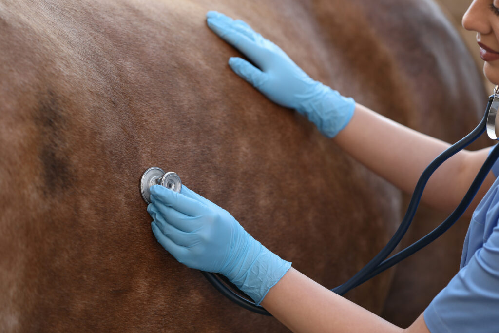 Veterinarian performing wellness exam on horse to establish a VCPR.