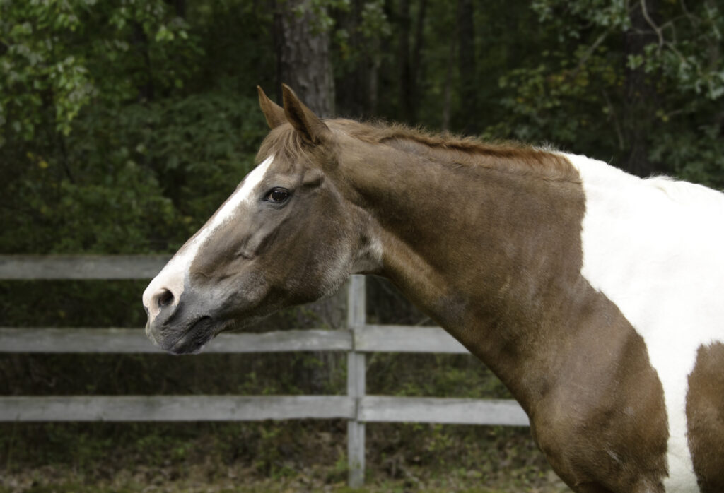 Old horses are more at risk for developing strangulating lipomas