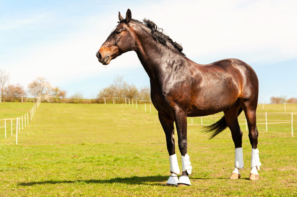 Athletic horses can experience sudden death during exercise or shortly after, sometimes due to gastrointestinal, respiratory or cardiac lesions.