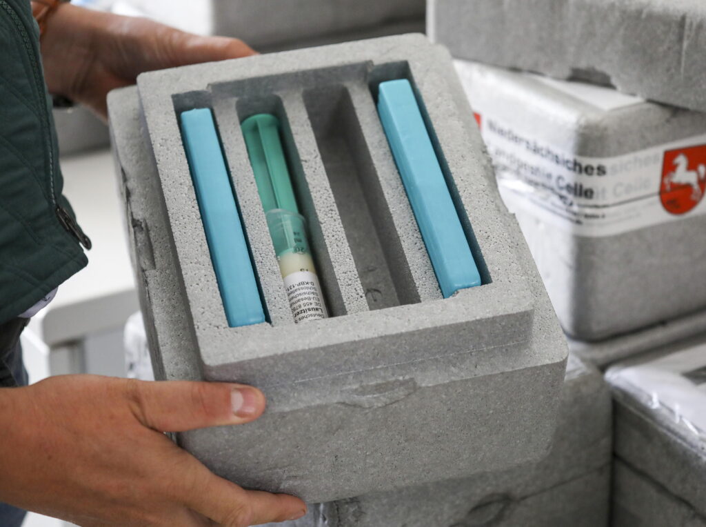 Cryoprotectants are contained in freezing extenders to preserve stallion semen.