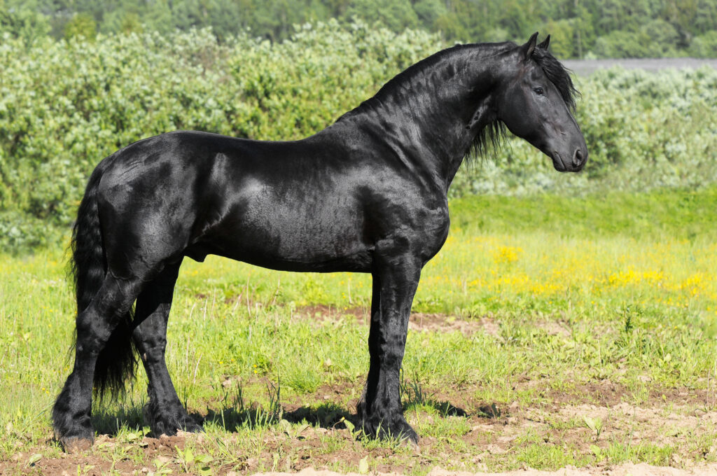 A Friesian horse. Friesian horses are susceptible to aortic rupture, which can cause sudden death. 