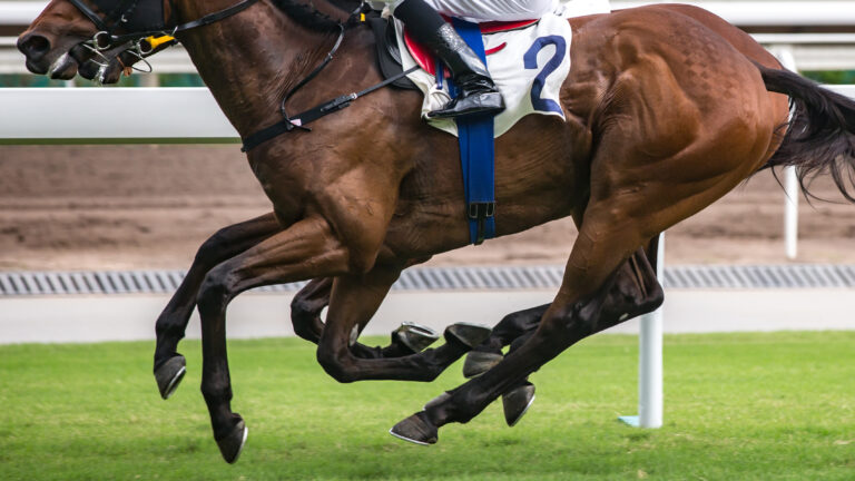 Horse racing themed photograph. Horses running on the race track