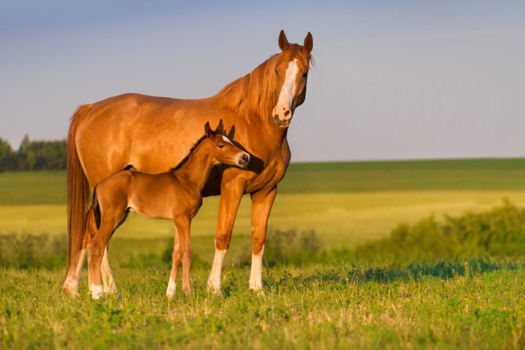 mare and foal, mares can get in foal after pregnancy loss with Settle injections.