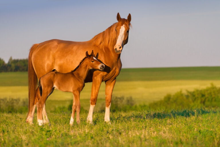 Mare with foal